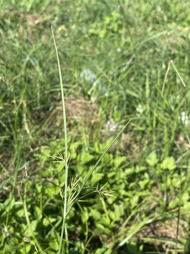 Cyperus mitis