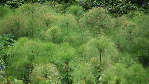 Cyperus papyrus