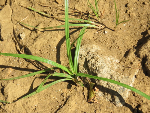 Cyperus rotundus subsp. tuberosus