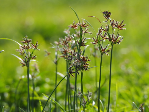 Cyperus rotundus subsp. tuberosus