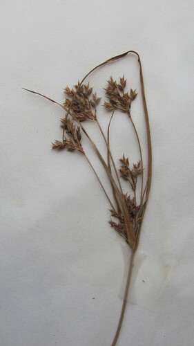Cyperus schweinitzii