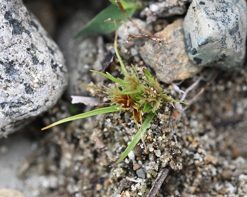 Cyperus squarrosus