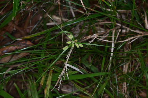 Cyperus subumbellatus