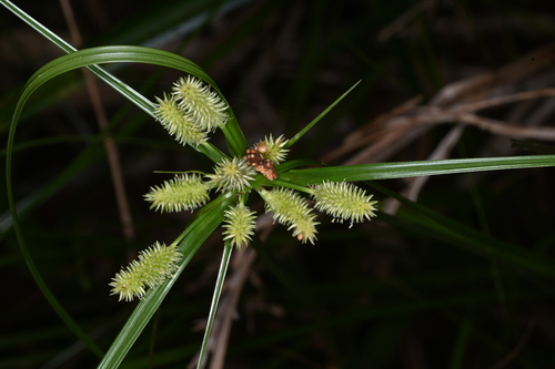 Cyperus subumbellatus