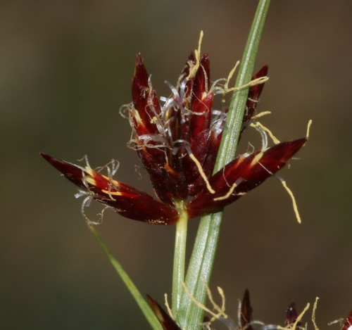 Cyperus usitatus