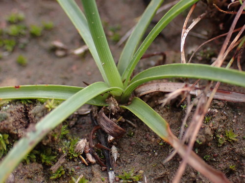 Cyperus usitatus
