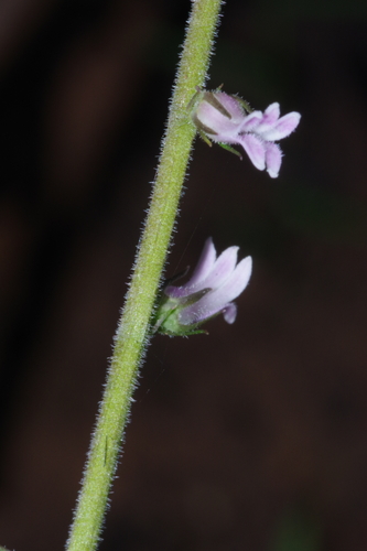 Cyphia bolusii