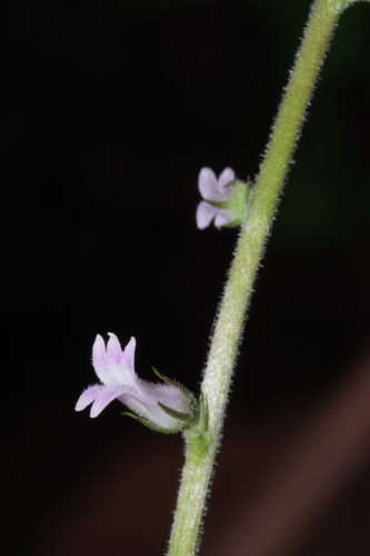 Cyphia bolusii