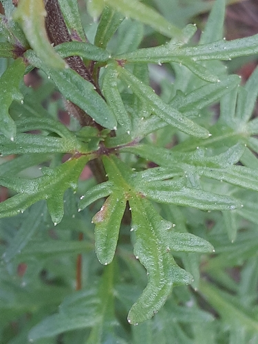 Cyphia bulbosa