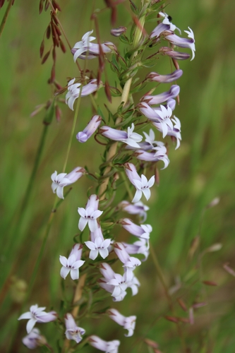 Cyphia digitata