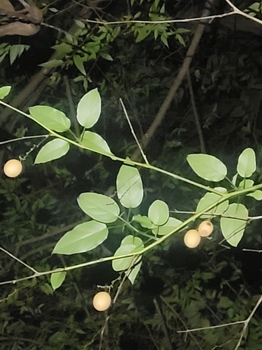 Cyphomandra diploconos