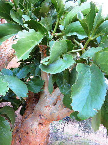 Cyphostemma currorii