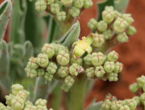 Cyphostemma hereroense