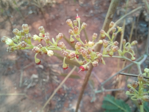 Cyphostemma junceum