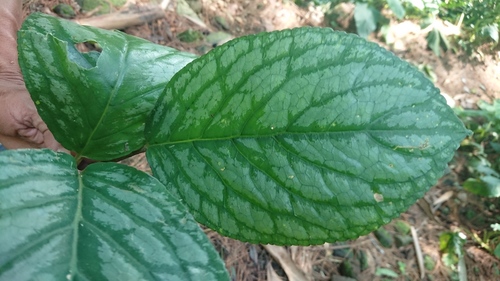 Cyrtandra pendula