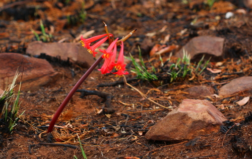 Cyrtanthus contractus