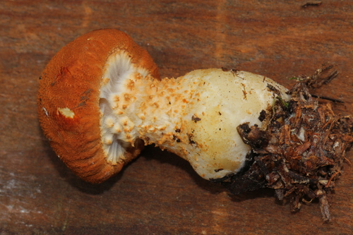Cystoderma terryi
