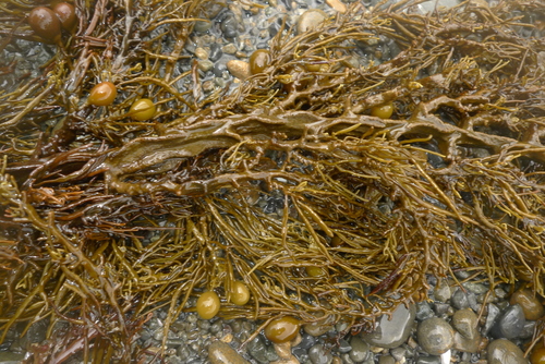Cystophora retroflexa