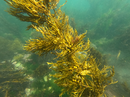 Cystophora retroflexa