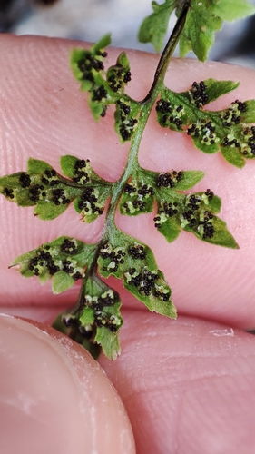 Cystopteris fragilis