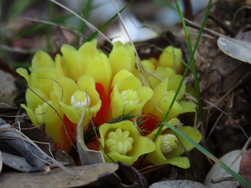 Cytinaceae
