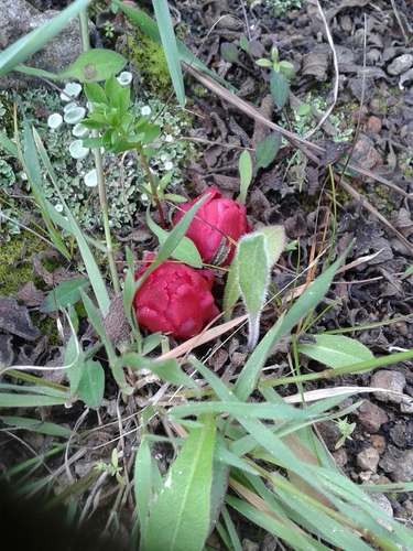 Cytinus ruber