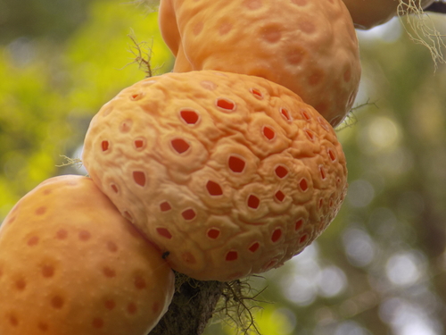 Cyttaria berteroi