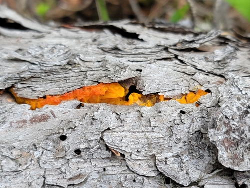 Dacrymyces palmatus