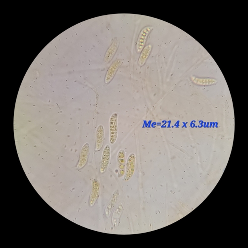Dacrymyces palmatus