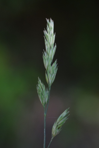 Dactylis glomerata