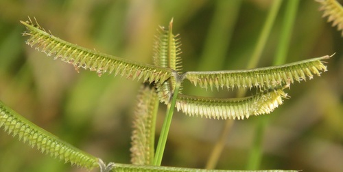 Dactyloctenium geminatum