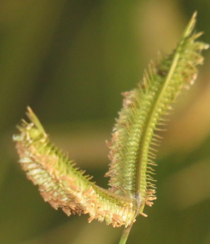 Dactyloctenium geminatum
