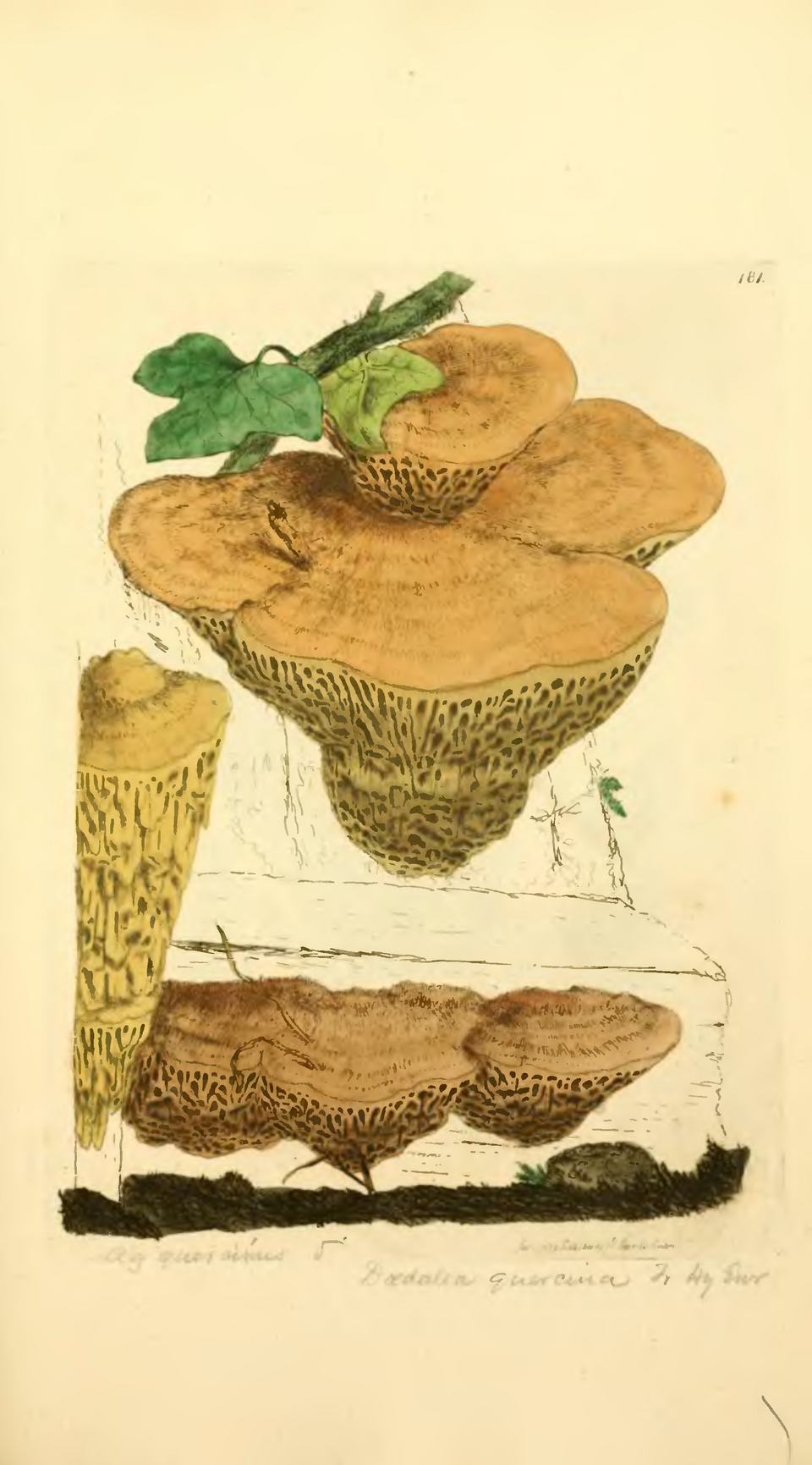 Daedalea sp.