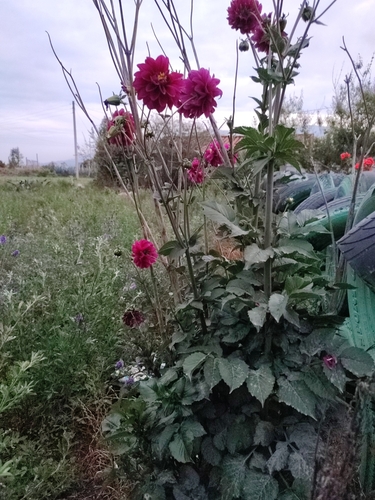 Dahlia variabilis