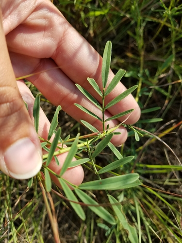 Dalea candida