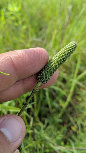 Dalea candida