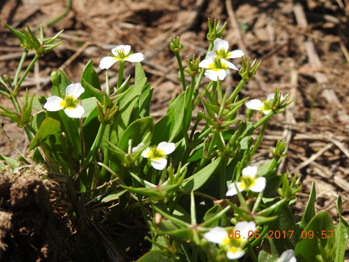 Damasonium alisma
