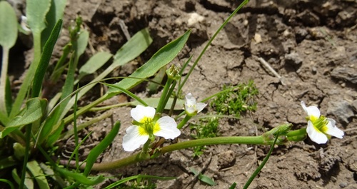 Damasonium alisma