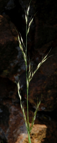 Danthoniopsis ramosa