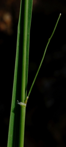 Danthoniopsis ramosa