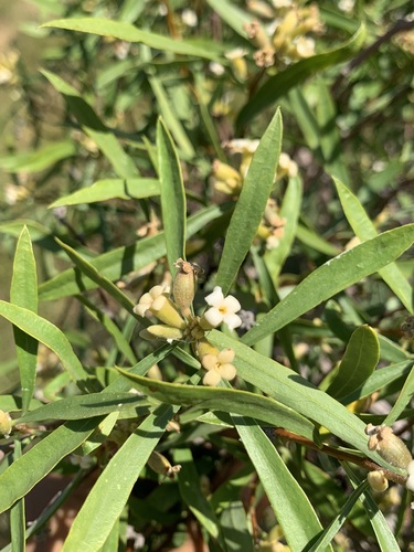 Daphne mucronata