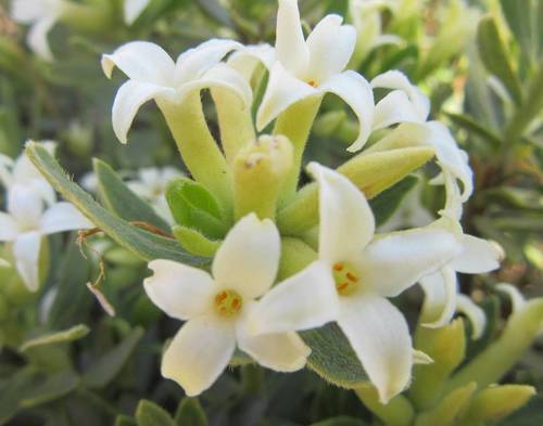 Daphne oleoides