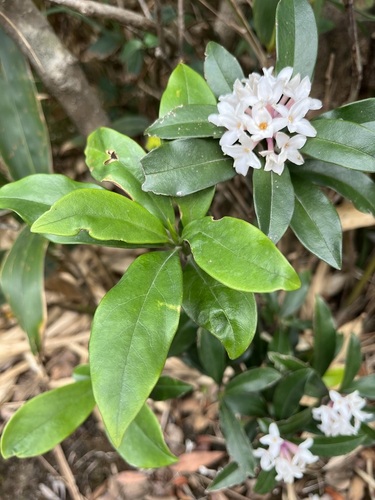 Daphne papyracea