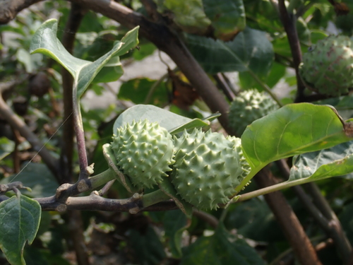Datura metel