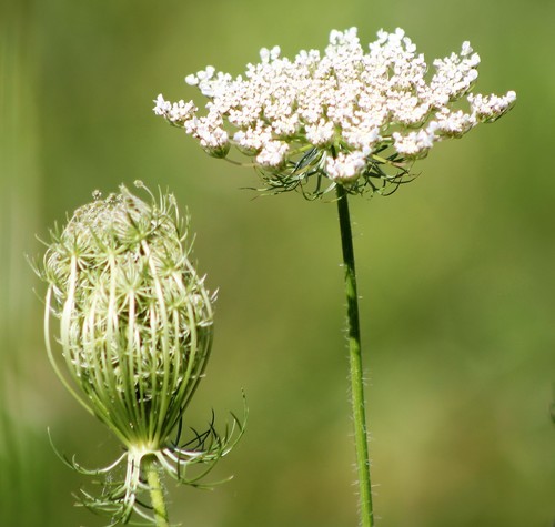 Daucus carota