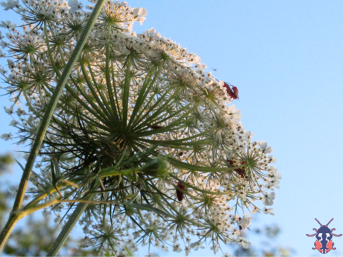Daucus gingidium