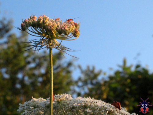 Daucus gingidium