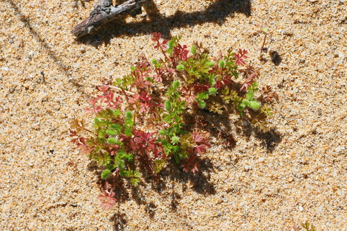 Daucus glochidiatus