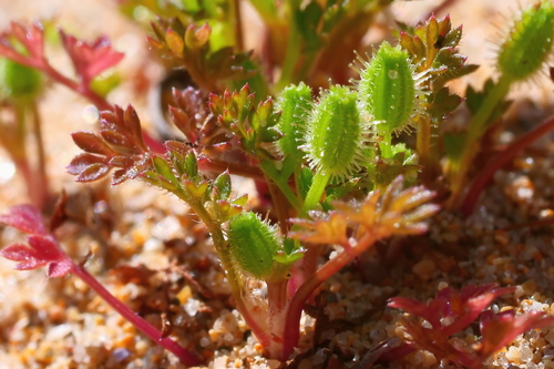 Daucus glochidiatus