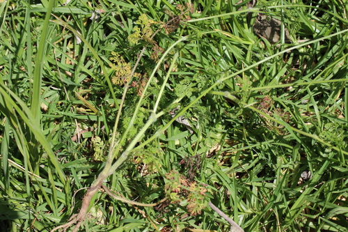 Daucus montanus